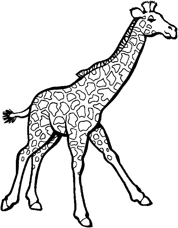 594x760 Free Zoo Animals Coloring Pages