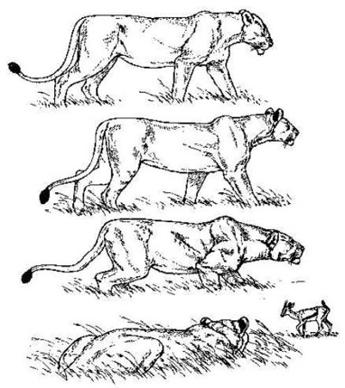 382x430 Hkhpe 11 02 Art Inspiration Lions And Sketches