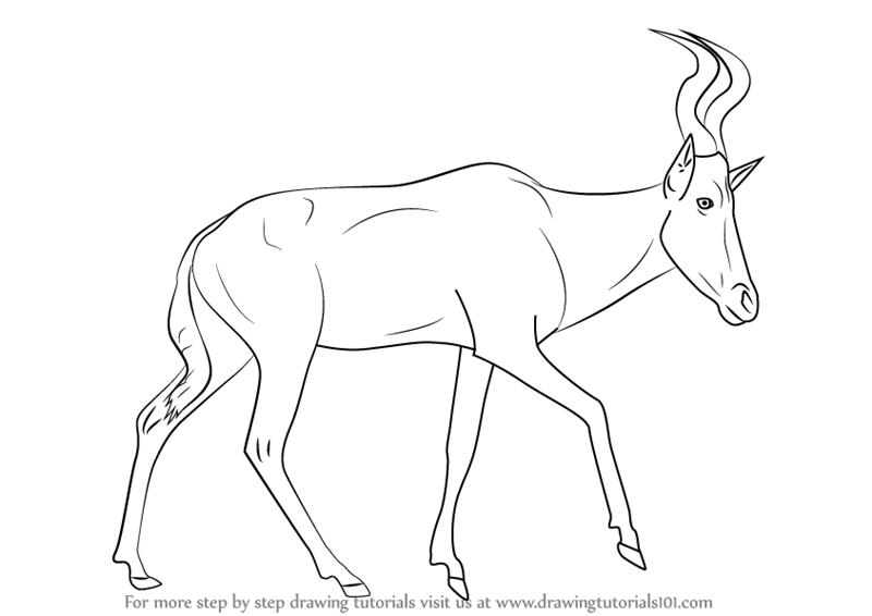 800x566 Learn How To Draw A Hartebeest (Wild Animals) Step By Step