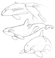 236x251 Whale Drawings How To Draw A Sperm Whale Step 4 Whales