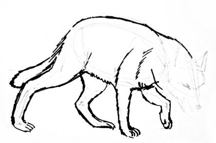 420x279 How To Draw A Gray Wolf
