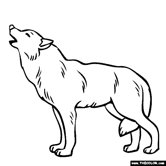 560x560 Wolf Coloring Page Color A Grey Wolf