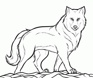 302x255 How To Draw A Gray Wolf, Timber Wolf Step 10 How To Draw