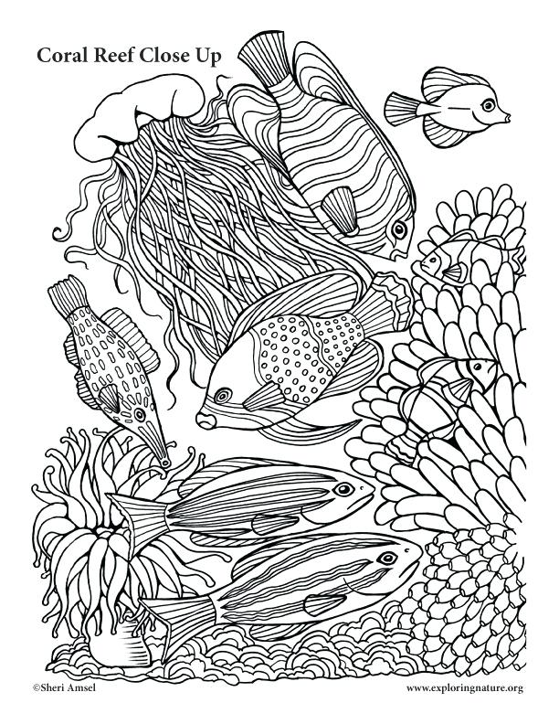 612x792 Coral Reef Coloring Pictures Simple Coral Reef Coloring Pages
