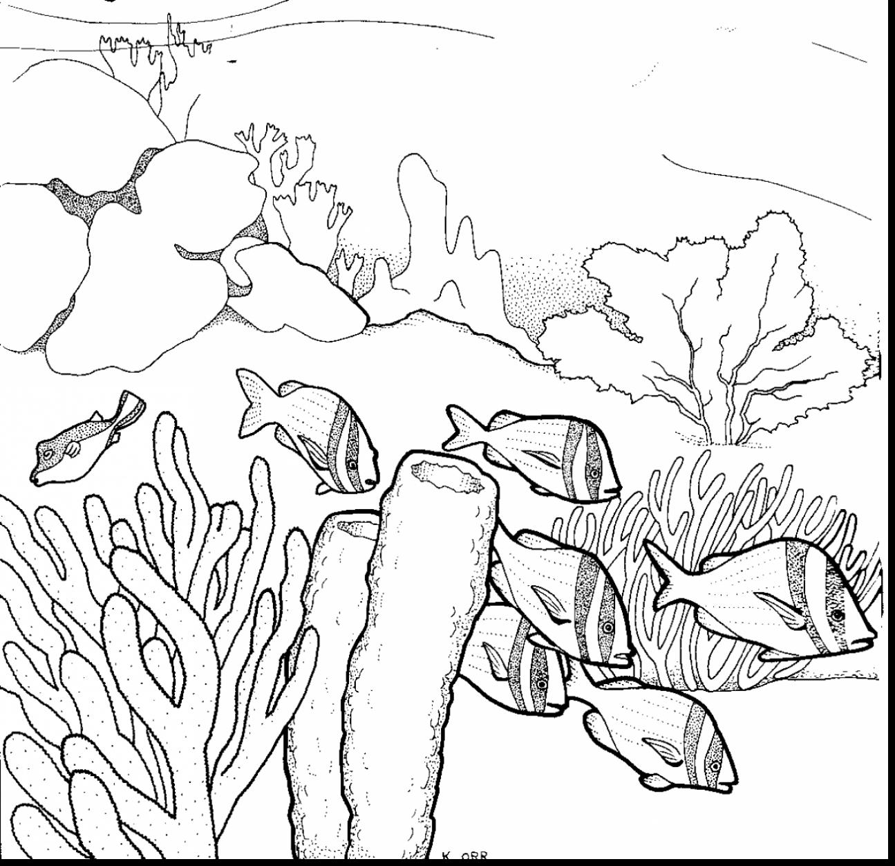 Simple Realistic Sketch Coral Reef Drawing for Beginner
