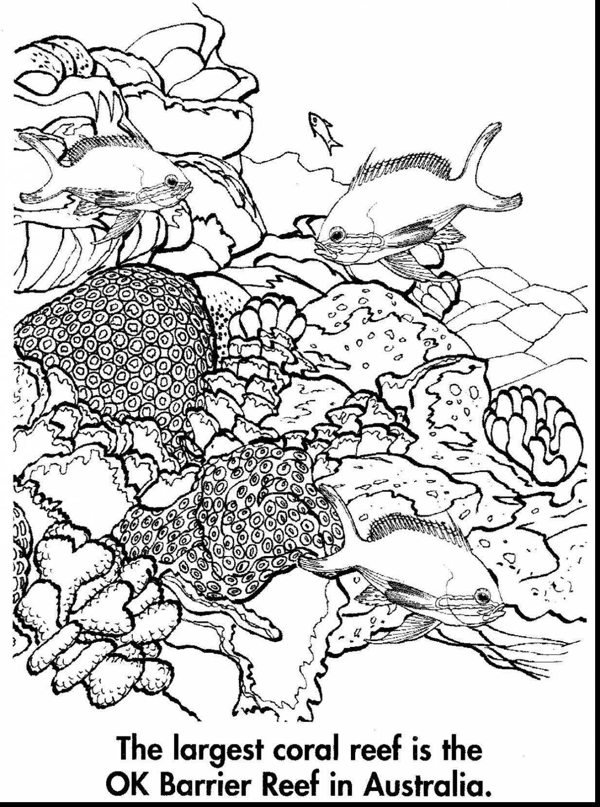 Great Barrier Reef Drawing at GetDrawings | Free download