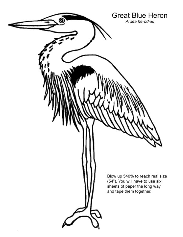 612x792 Blue Heron