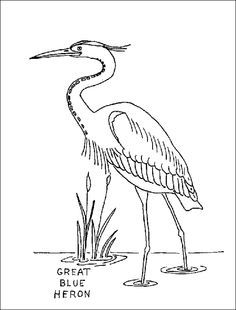 236x310 Great Blue Heron Coloring Page Projects To Try