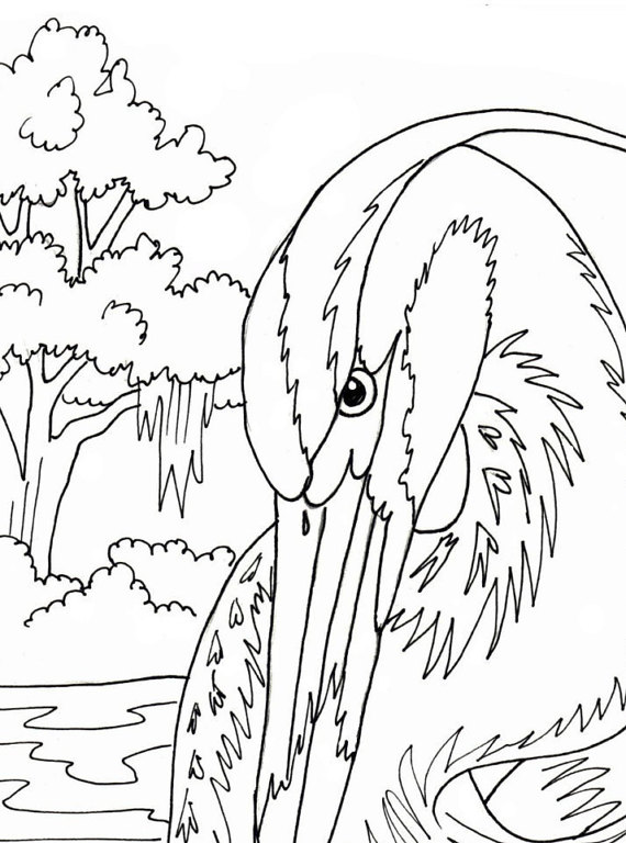 570x768 Great Blue Heron Coloring Page
