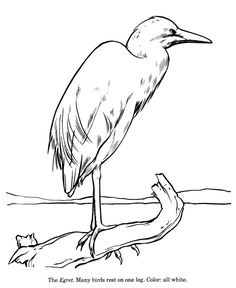 236x288 Great Blue Heron Drawing And Coloring Page Seastars And Beyond