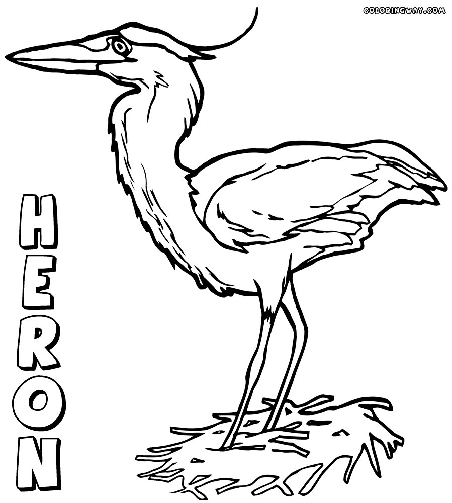 899x1000 Heron Coloring Pages