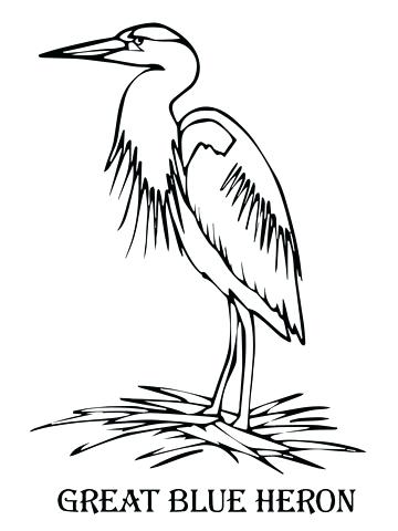 360x480 Amazing Great Blue Heron Coloring Page Image Free Printable Pages