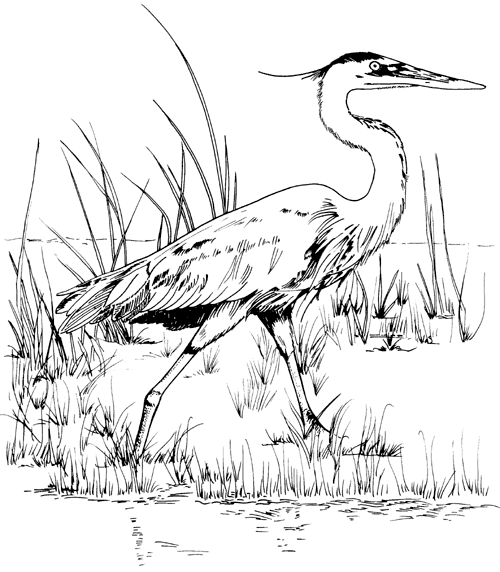 500x572 Tpwd Kids Great Blue Heron