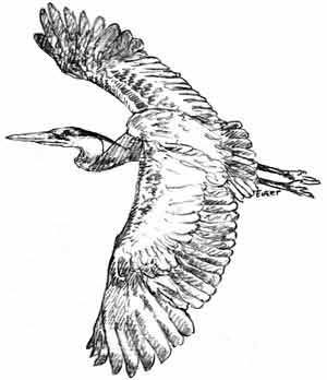 300x348 Great Blue Heron Printable