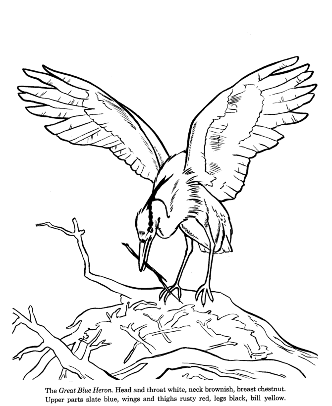 670x820 Animal Drawings Coloring Pages Blue Heron Bird Identification