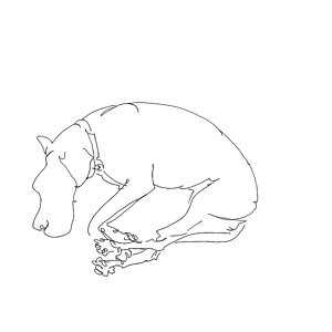 300x300 Great Dane Drawings