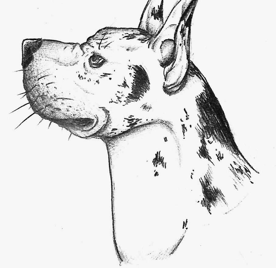 907x881 Great Dane By Pacadian