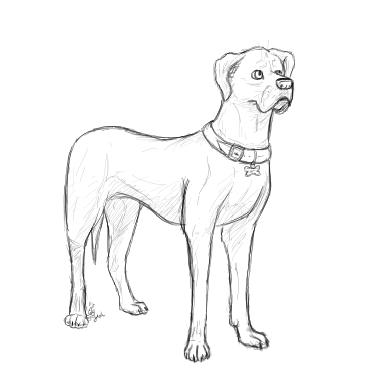 746x765 Great Dane Sketch By Gingerish