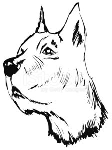 225x300 Great Dane Stock Vectors