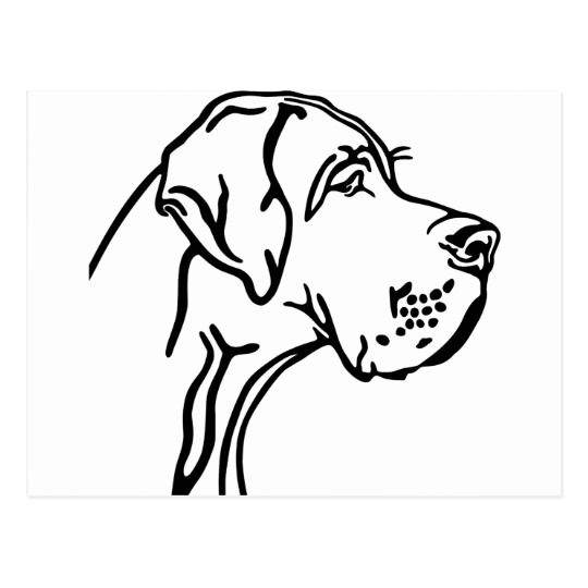 540x540 Great Dane Head Drawing Postcard