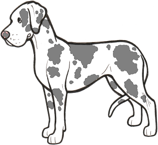 312x286 Dog Coat Colour Genetics