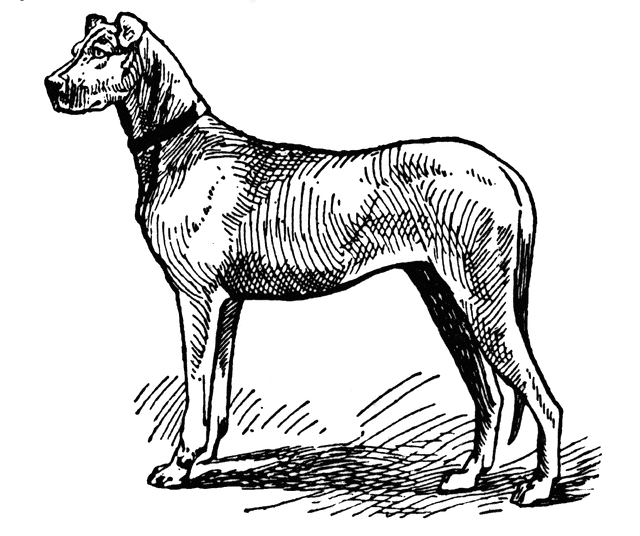640x536 Great Dane Clipart Etc