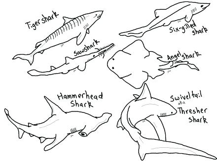 440x330 Hammerhead Shark Coloring Page Hammerhead Shark Drawings Coloring