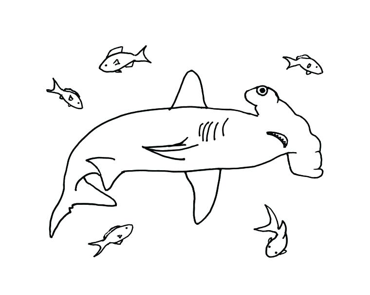 760x605 Hammerhead Shark Pictures To Color Coloring Shark Hammerhead Shark