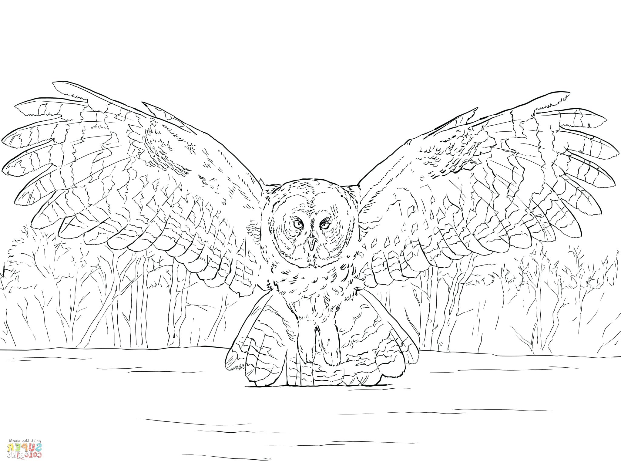 2048x1536 Great Horned Owl Colouring Page Gray Coloring Barn Gallery Photos