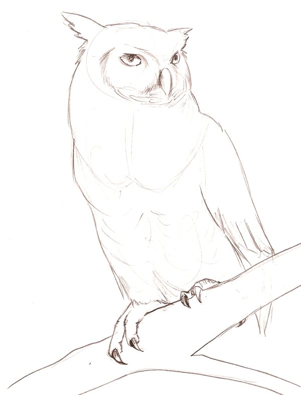 600x788 Great Horned Owl Sketch By Theroyalfrog