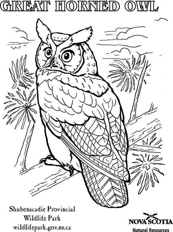 576x772 Great Horned Owl Coloring Pages Butterflys Amp Owls To Color
