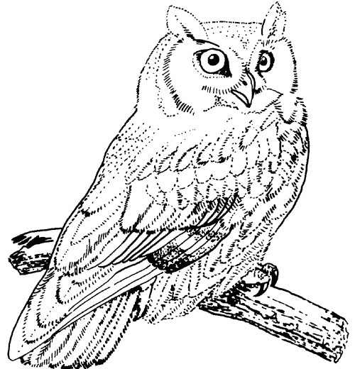 500x520 Great Horned Owl Coloring Pages Coloring Animals