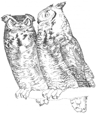 320x380 Horned Owl