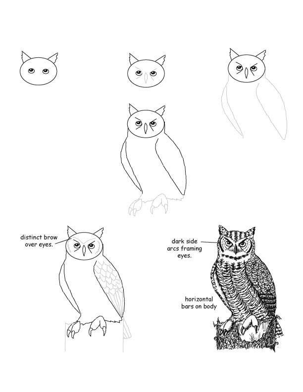 612x792 Owl.jpg