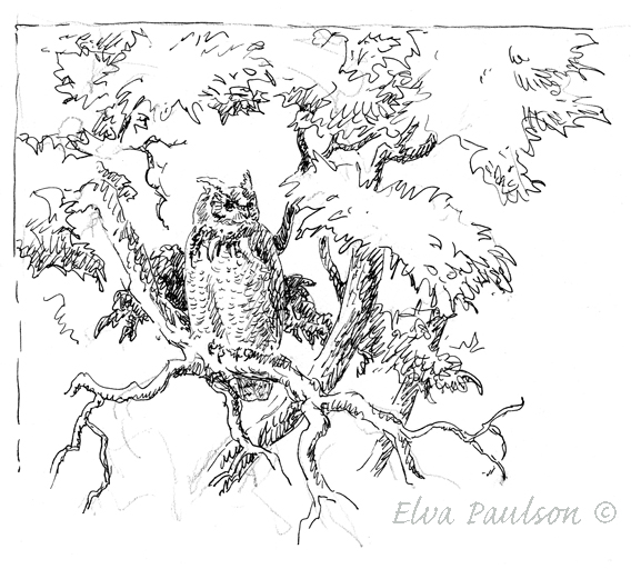568x512 Elva's Field Notes Hanging Out With A Great Horned Owl