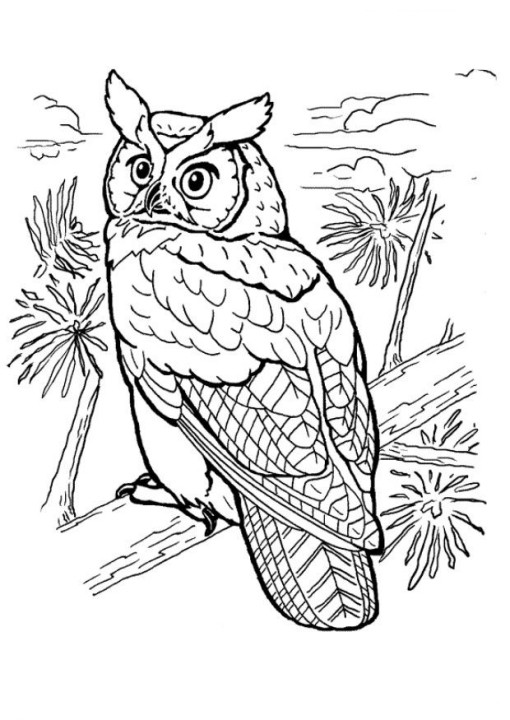 510x720 Great Horned Owl Coloring Page
