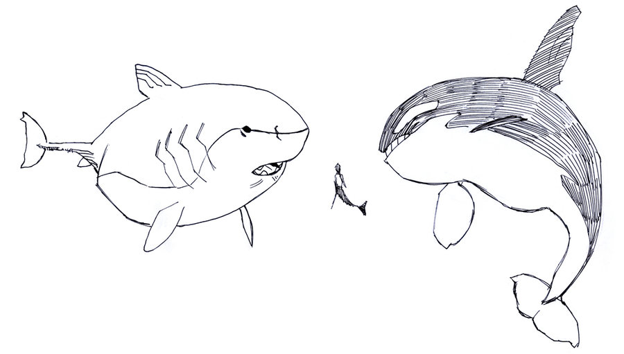 900x511 Great White Vs Orca By Kian02