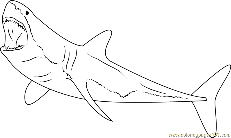 800x479 Printable Drawings Sharks Great White Great White Shark Attack