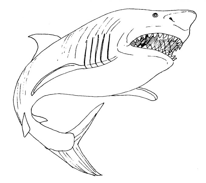 678x600 Draw Great White Shark Coloring Pages 99 For Sheets With Great