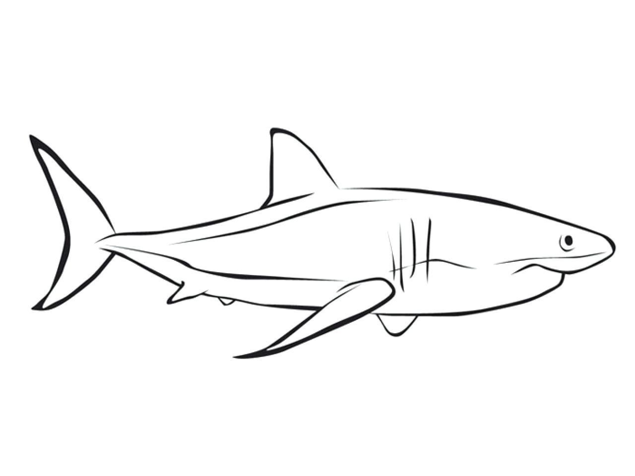 1280x960 Coloring Page Great White Shark Coloring Pages. White Tip Shark