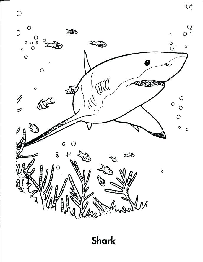 687x885 Great White Shark Coloring Pages Medium Size Of Coloring Shark