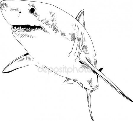 450x410 A Great White Shark Drawn In Ink On A White Background Stock
