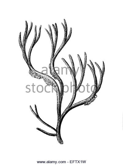 402x540 Algae Cut Out Stock Images Amp Pictures