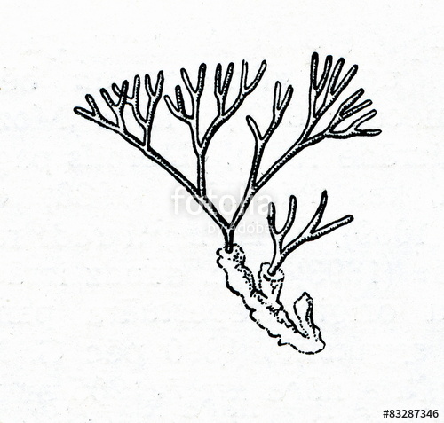 500x477 Algae Stock Photo And Royalty Free Images