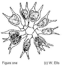 250x268 Mic Uk Microscopy Uk Micscape Freshwater Algae