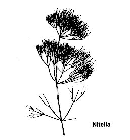 257x277 Nitella Aquaplant