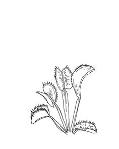 236x295 Venus Fly Trap Drawing
