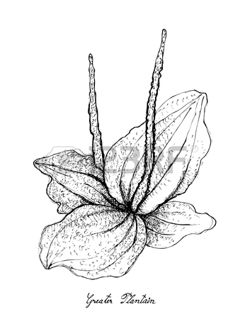 346x450 246 Green Plantain Cliparts, Stock Vector And Royalty Free Green