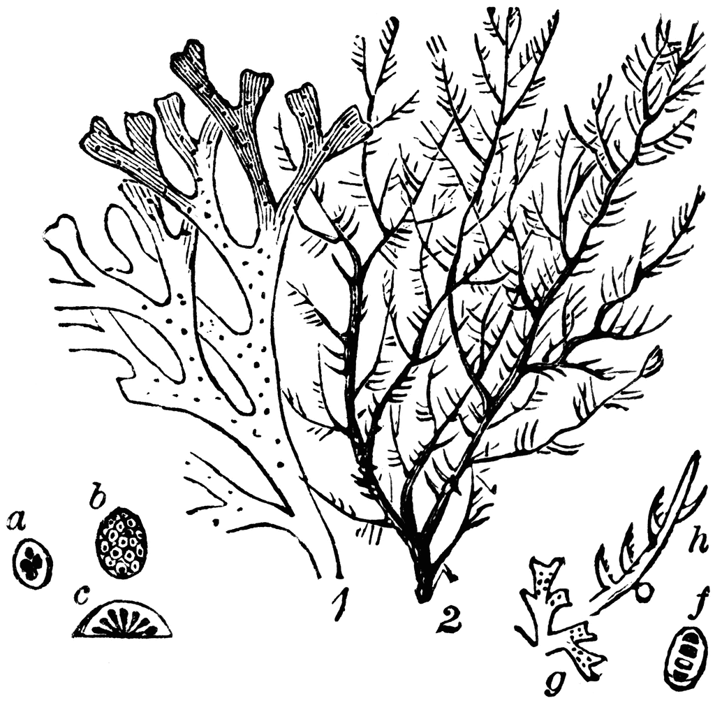 1024x1006 Algae Clipart Etc