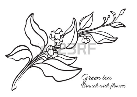 450x318 Branch Of Coffee Tree With Leaves And Natural Coffee Beans